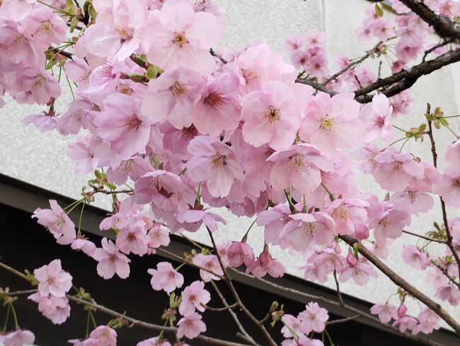 さふぁちゃんとまろんちゃんで京都行ってきました。<br />満開にはちょっと早かったですが、桜きれいに咲いてました。