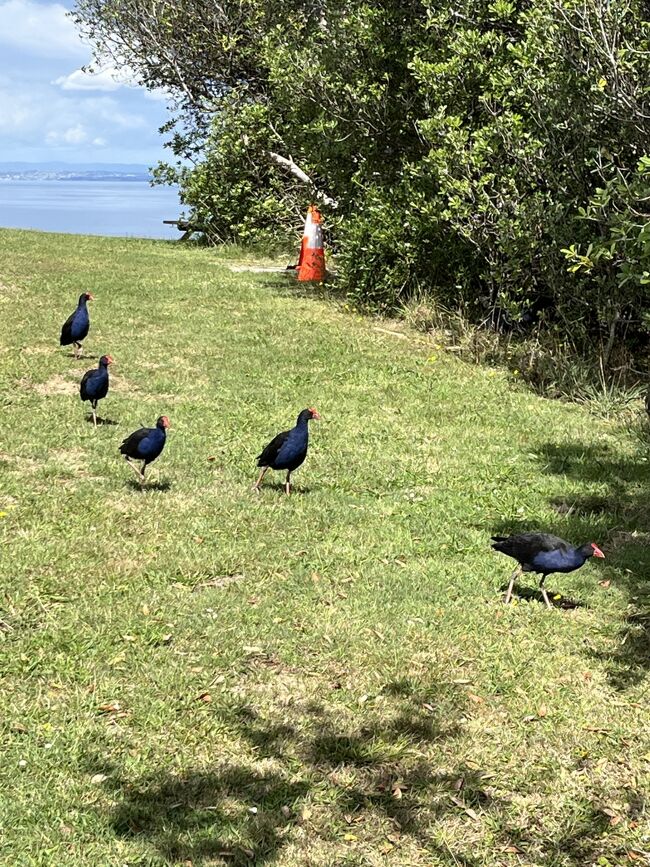 オークランド2日目です。<br />今日は明日行くティリティリマタンギ島行のチケットを買ってから美術館に行きます。3日目は楽しみにしていたティリティリマタンギ島に行きました。<br /><br />★前回、ワイヘキ島でワイナリーを楽しんできたので今回は野鳥を見に<br />　ティリティリマタンギ島へ行ってきました。<br />　勘違いから、もう少しで島に取り残されそうに(≧∇≦)<br />　<br /><br />2月19日：セントレア発08：20 ⇒ 成田空港09：30<br />　　　  　成田空港18：45　⇒　オークランド　2月20日現地 08：30着<br />　　　  　オークランド発 12：25 ⇒ クイーンズタウン 14：25着<br /><br />２月21日：クイーンズタウン　市内散策<br /><br /> 2月22日：クイーンズタウン　市内散策<br />　　　　<br /> 2月23日：レンタカーでワナカ湖へ移動<br />　　　　<br /> 2月24日：レンタカーでテカポ湖へ移動<br /><br /> 2月25日：レンタカーでクライストチャーチへ移動<br /><br /> 2月26日　クライストチャーチ空港 10：30　⇒　オークランド 12：00<br /><br />★⑤ 2月27日　オークランド市内　散策<br /><br />★⑤ 2月28日　ティリティリマタンギ島へ<br /><br />★ ⑤ 2月29日　オークランド空港 10：25 ⇒　17：20 頃 成田着