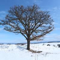 北海道｜雪景色&大自然を満喫の5日間－美瑛・富良野・旭岳・層雲峡・旭川－（その1）