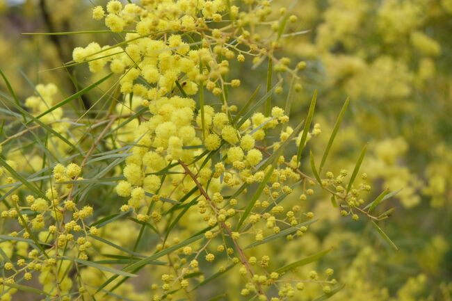 2024年の桜は暖冬で咲き始めが早い予報でしたが、結局寒波などで開花の便りはおあずけ状態。<br />この頃じゃ卒業シーズンに咲くのも珍しくないけれど、何となく、ほっとします。<br /><br />ドライブ旅して早春の大分に行ってみました。<br />今年はミモザの季節には出遅れてしまいましたが、どんなだろ?<br /><br />計画一日目は春の嵐、南岸低気圧襲来でしたが運よくたどり着けました。