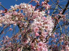 早咲きの枝垂れ桜がようやく見頃を迎えつつあります