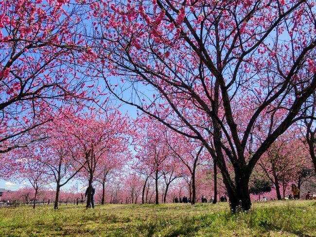 今回は関東のど真ん中であり、茨城県最西端に位置する茨城県古河市を散策してきました。<br /><br />1番の目的は古河名物の桃の花を見ることですが、風情ある町並みにも感動しました！！