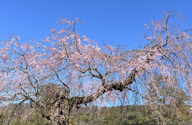 　今年の誕生日はどこで迎えよう？自分に優しく、自分にご褒美、毎年考えます。コロナ前の数年はベトナムやインドネシアなど、海外でした。でも最近は・・昨年は開花予想がぴたりと当たり、桜満開の京都を満喫。ただ、個人で公共交通機関を使って行ったので、1日に2～3か所しか回れませんでした。もっとあちこちの桜を満喫したい、そう考えて、今年は「旅物語」で15か所回るツアーに参加しました。11月同じ旅物語の紅葉見物で、15か所回ったその桜バージョンです。毎週出る各社の、桜の開花予報にやきもきしながら、この日を待っていました。紅葉と違って桜は開花から満開まで1週間なので、予想が難しいです。ホテルも紅葉ツアーと同じ都シティ近鉄京都連泊。駅中便利なホテルです。<br />主な行程は以下の通りです。①②③・・・は旅行記の番号、CM12・・・はツアーで回った所の番号、あいう・・は個人で回った所です。⑰までありますので、興味のある所だけでも、宜しければご覧ください。<br />3月27日（水）旅行1日目　①自宅ー自宅最寄りの駅ー東京駅ー京都駅②◎蹴上インクライン・・CM1◎南禅寺・・③CM2◎哲学の道＝あ　大豊神社＝④CM3平安神宮・・い八坂神社＝⑦都シティ近鉄京都3連泊・・⑤買い物（伊勢丹・ハーベス・お土産街道京店・井筒八つ橋など）<br />28日（木）2日目　⑥ホテル（朝食）＝⑧CM4◎円山公園・・う八坂神社＝⑨CM５京都御所＝⑩清水寺＝⑪平等院＝CM6勸修寺＝⑫CM7醍醐寺＝⑬CM8東寺ライトアップ特別拝観＝ホテル<br />29日（金）3日目　ホテル＝⑭CM10上賀茂神社＝⑮ランチ（於:レストラン嵐山）・・CM11天龍寺・・⑯え福田美術館＝⑰CM12仁和寺＝京都ー東京ー自宅最寄りの駅・・自宅