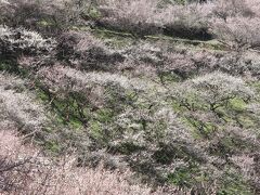 梅の香り漂う南朝の里の賀名生梅林