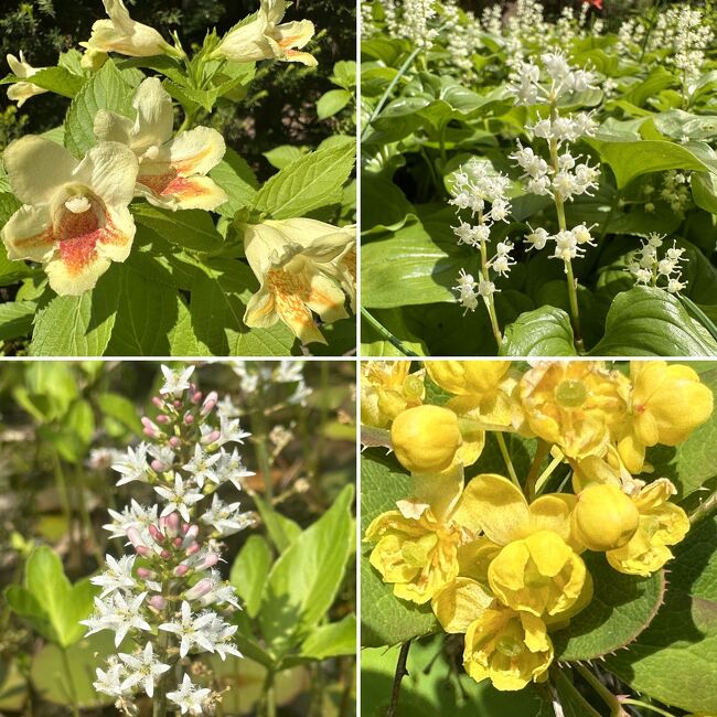 春の北海道大学植物園は、見頃の花が短期間で変わって行きます。今回は前回の訪問（https://4travel.jp/travelogue/11889613）から12日経過した、5月14日の北海道大学植物園についてご報告します。