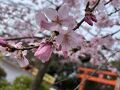 ⑧マダムの桜15景　華やぎの京都3日間　2日目の１　円山公園～八坂神社