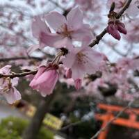 ⑧マダムの桜15景　華やぎの京都3日間　2日目の１　円山公園～八坂神社