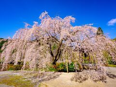 駅館川の陽光と真浄寺のしだれ桜　2024