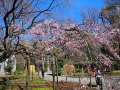 春の六義園・東洋文庫ミュージアム☆オリエント・カフェ☆2024/03/27