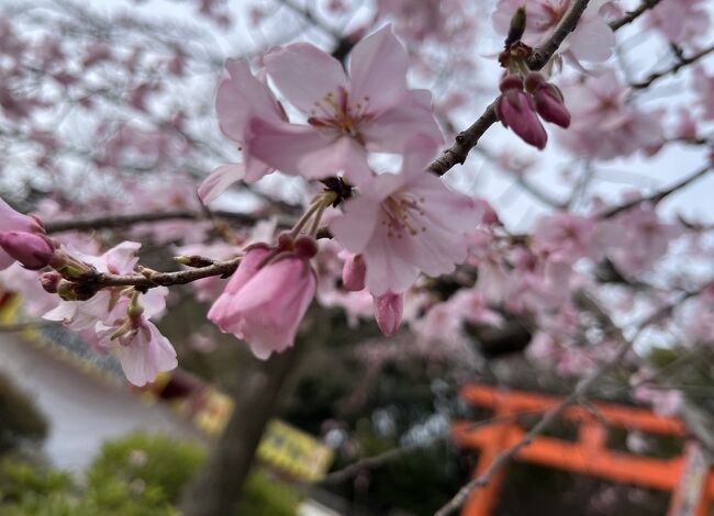 ⑧マダムの桜15景　華やぎの京都3日間　2日目の１　円山公園～八坂神社