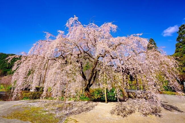 　桜の開花が遅れています。予定していた竹田方面の枝垂れ桜も開花したばかりです。<br />　久しぶりの晴れ間です。急遽、山国町中摩真浄寺の枝垂れ桜を見行くことにしました。<br />　真浄寺の前には山が聳えます。日光が当たるのは10時過ぎです。<br />　早朝に宇佐市駅館川の桜づつみ公園の陽光桜を観てから、真浄寺へ行きました。　