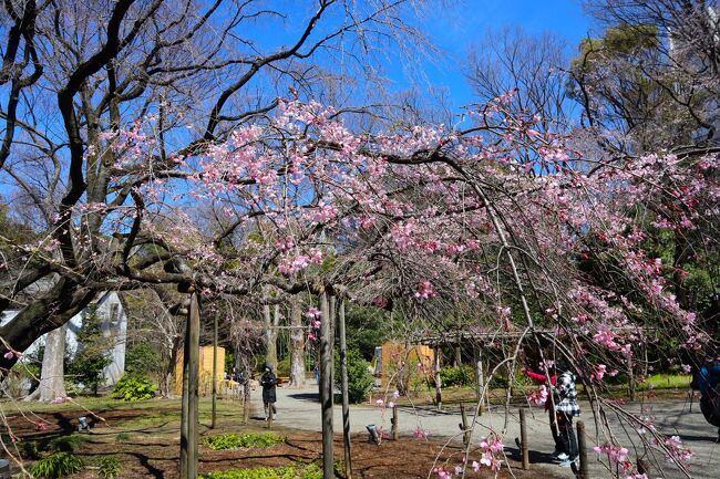 六義園は元禄１５年(１７０２年)川越藩主柳沢吉保が築造した庭園で､江戸の大名庭園の中で現存する屈指の名園と言われています｡<br />六義園のしだれ桜は有名で、毎年、多くの人々が六義園を訪れます。六義園のしだれ桜を見て、東洋文庫ミュージアムのオリエント・カフェでランチをと考え、3月に入り、オリエントカフェの予約をしました。<br />今年は最近では珍しく、染井吉野の開花も遅く、しだれ桜もまだまだでした。それでも雨が降る日が多い中、天気の良い一日だったので、春の日を楽しむことができました。