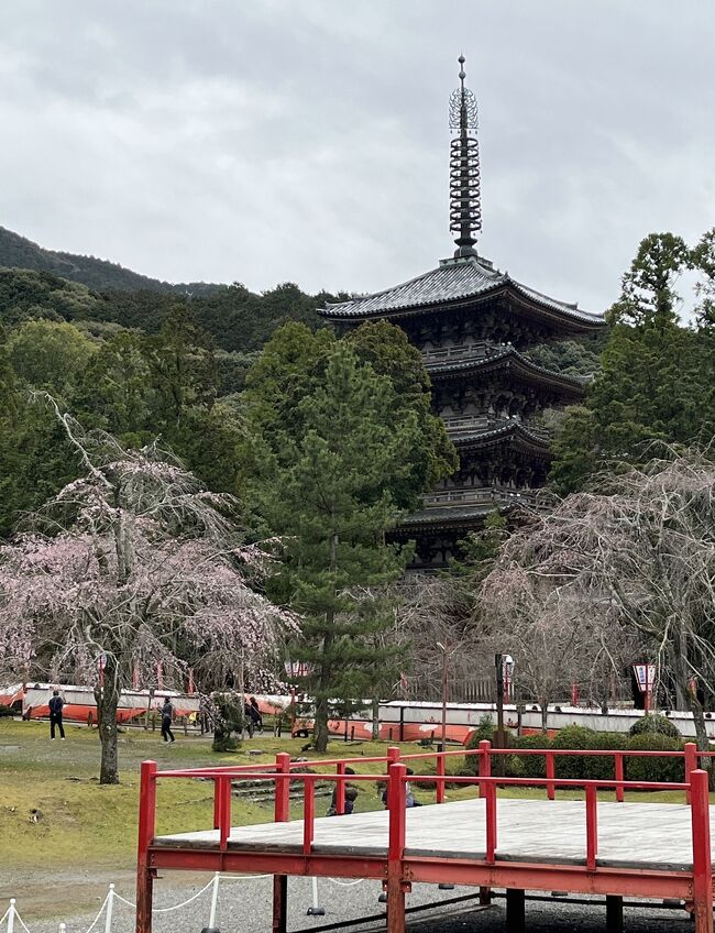 　今年の誕生日はどこで迎えよう？自分に優しく、自分にご褒美、毎年考えます。コロナ前の数年はベトナムやインドネシアなど、海外でした。でも最近は・・昨年は開花予想がぴたりと当たり、桜満開の京都を満喫。ただ、個人で公共交通機関を使って行ったので、1日に2～3か所しか回れませんでした。もっとあちこちの桜を満喫したい、そう考えて、今年は「旅物語」で15か所回るツアーに参加しました。11月同じ旅物語の紅葉見物で、15か所回ったその桜バージョンです。毎週出る各社の、桜の開花予報にやきもきしながら、この日を待っていました。紅葉と違って桜は開花から満開まで1週間なので、予想が難しいです。ホテルも紅葉ツアーと同じ都シティ近鉄京都連泊。駅中便利なホテルです。<br />主な行程は以下の通りです。①②③・・・は旅行記の番号、CM12・・・はツアーで回った所の番号、あいう・・は個人で回った所です。⑰までありますので、興味のある所だけでも、宜しければご覧ください。<br />3月27日（水）旅行1日目　①自宅ー自宅最寄りの駅ー東京駅ー京都駅②◎蹴上インクライン・・CM1◎南禅寺・・③CM2◎哲学の道＝あ　大豊神社＝④CM3平安神宮・・い八坂神社＝⑦都シティ近鉄京都3連泊・・⑤買い物（伊勢丹・ハーベス・お土産街道京店・井筒八つ橋など）<br />28日（木）2日目　⑥ホテル（朝食）＝⑧CM4◎円山公園・・う八坂神社＝⑨CM５京都御所＝⑩清水寺＝⑪平等院＝CM6勸修寺＝⑫CM7醍醐寺＝⑬CM8東寺ライトアップ特別拝観＝ホテル<br />29日（金）3日目　ホテル＝⑭CM10上賀茂神社＝⑮ランチ（於:レストラン嵐山）・・CM11天龍寺・・⑯え福田美術館＝⑰CM12仁和寺＝京都ー東京ー自宅最寄りの駅・・自宅