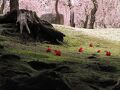 梅が見たくて初春の京都へ　（１）想像以上の美しさ！城南宮のしだれ梅と椿