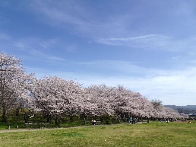 2023年の伊勢での花見。