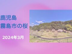 今年は早かった 鹿児島 霧島市の桜 2024