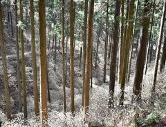 4年ぶりのミツマタ群生地 今回は焼森山登山も