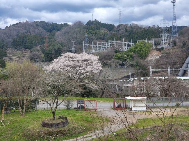 八百津の美味しい日本料理の「いこい」に桜を観がてら春の料理を楽しむために出掛けました。がどっこい、今年は桜が遅れて部屋から満開の桜を観ながらが辛うじて1本咲いているだけでした。でも料理は美味しかったので、１２時に行って気の合う友達と話し込みなんと4時に帰りました。楽しい話とお料理素敵な１日でした。