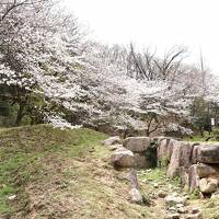 2024関西の桜①　近つ飛鳥博物館