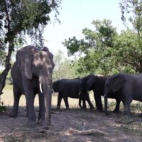 ボツワナ　「行った所・見た所」　カサネにあるチョベ国立公園を観光