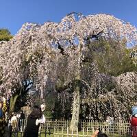 2024年3月　開花が遅れている京都の桜はどうでしょう？　その1（京都御苑と祇園の桜）