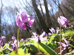 「みかも山万葉公園・かたくりの里」のカタクリ_2024_既に満開、見頃でした（佐野市）