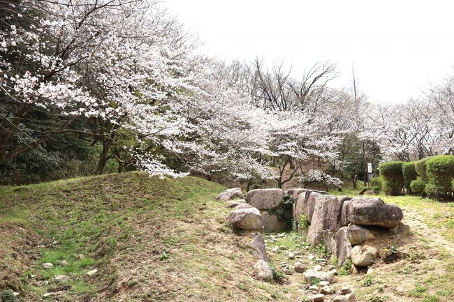 閏年の4月1日から5日しか御開帳されないという不空羂索観音さまをTVで知り、今年の桜は信州と計画していましたが、あわてて関西行きも計画。<br />お寺の所在地は京都府向日市。<br />でも、桜の季節、1か月前では京都駅周辺のお宿はとれず、大阪寄りなので、新大阪駅のパック旅行を予約。<br /><br />初日はどこにしようか…、再訪というのもいいけど、行ったことがない所に行きたい派、思いついたのは安藤忠雄さんが設計した『近つ飛鳥博物館』<br />ちょっと不便なところだけど、片道1時間くらいだから良し。<br />そして期せずして、桜は5部咲き！<br />（東京は開花したばかりなので、大阪はまだかなと思っていました）<br /><br />1日め　19,623歩<br /><br />東京駅→（のぞみ）→新大阪駅→（天王寺）→喜志駅…ランチ：ONIJUS…喜志駅→（バス）→近つ飛鳥博物館前…近つ飛鳥博物館…大宝三丁目東公園…近つ飛鳥博物館前→（バス）→喜志駅→（天王寺）→新大阪駅→（シャトルバス）→大阪ガーデンパレス…ひなたの湯…新幸…大阪ガーデンパレス<br /><br />
