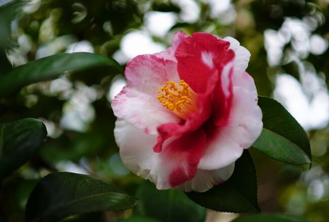 二日間にわたり松花堂庭園と枚方市民の森の花々を撮ってきました。