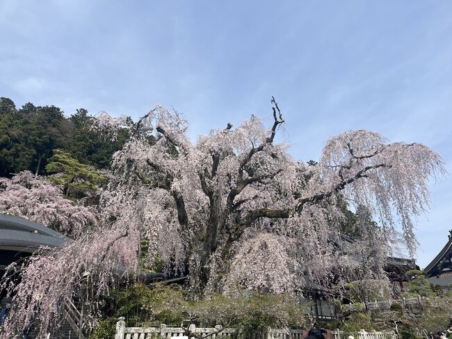 桜を見に身延山久遠寺へ行ってきました