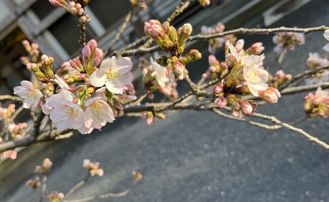 ⑰マダムの桜15景　華やぎの京都3日間　3日目の4　仁和寺～京都駅～自宅