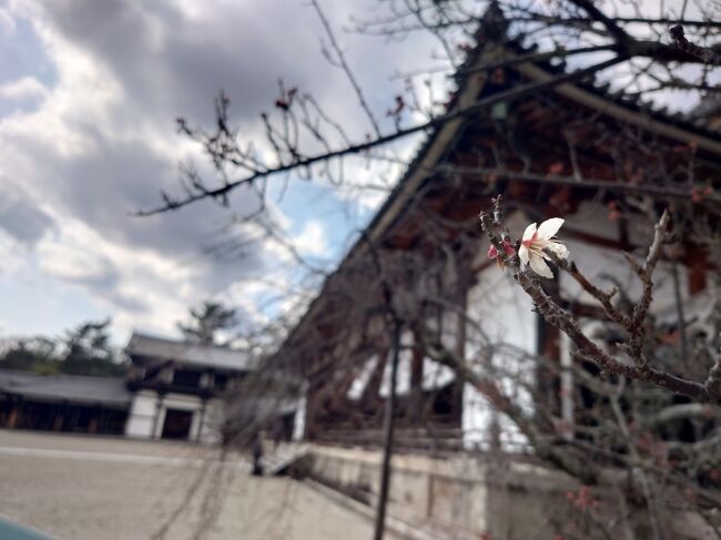 桜の季節に当たることを祈ってた、春の京都＆奈良旅！<br /><br />残念ながら開花は遅れに遅れ。<br />更には嵐と寒さにもあたってしまった奈良。<br /><br />でも<br />小学生の修学旅行以来の奈良！<br />大人になってみた奈良は、<br />大きくてそして<br />繊細なかわいさを持ったところでした。<br /><br />悠久の古都奈良編。その1、法隆寺＆ならまち編<br /><br />良かったらのぞいてみてください。<br />
