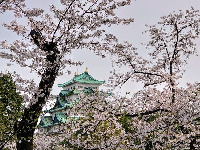 　４月から名古屋に住むことになったので、引っ越しと新生活スタートの様子を旅行記調に綴ってみました(^^)<br /><br />　ちょうど見頃だった桜と、花より名古屋メシがメインになっています(^^)<br /><br />　それでは、ご覧くださいませm(_ _)m