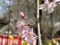 平野神社の桜