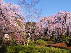 川越 中院 しだれ桜 川越駅｜中院｜2025年のしだれ桜🌸 ｜28日満開！29、30日は見頃