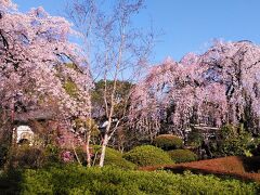 2024年3月30日川越中院と喜多院の満開のしだれ桜にエドヒガン桜、ソメイヨシノの開花も始まりました