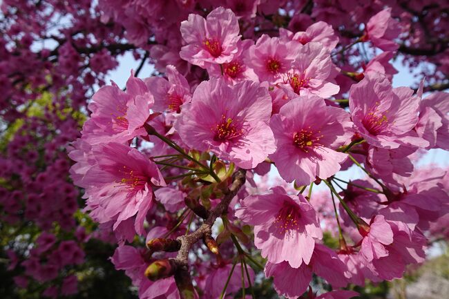 暖冬だったはずの今年の冬は、春先から寒くなり、結局桜の開花はいつもより遅め<br />2日前に開花宣言がされた、ソメイヨシノの開花ですが・・<br /><br />松山には、平和の使者　と言われる陽光桜がソメイヨシノより一足先に満開に咲いていました。<br />その桜にはドラマがあり、平和の使者とも言われています。<br /><br />戦時中学校教師の高岡氏が戦地におもむき、帰還を果たせなかった教え子たちへの悔恨の思いと平和への願いを込め、丈夫な桜、陽光桜を　つくり出し、国内だけでなく海外へもその苗木を送り続け、その意思をくんだご子息が、活動を続けられています。<br /><br />ソメイヨシノより丈夫で、花の色が濃く大振りな　陽光桜　今が満開でした。<br />全国にも送られている陽光桜は、ソメイヨシノより一足早く桜前線北上中だと思われます。<br /><br />笹野高史さん主演で数年前には映画化もされています。<br /><br />