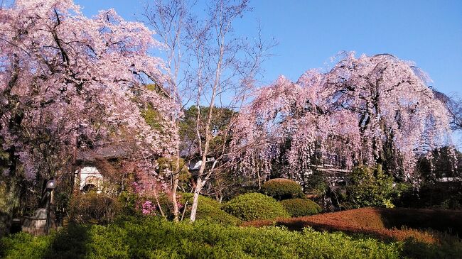 2024年3月30日、ようやく春らしい気候になって埼玉県川越の美しい桜の季節もスタートです<br /><br />川越の桜と言えば中院のしだれ桜が有名で見応えもあり、ここから桜の季節がはじまります。今回は中院では、しだれ桜に山門近くのエドヒガン桜も満開を迎え、ソメイヨシノも所々咲きはじめました。<br />また喜多院のしだれ桜も、客殿前と紅葉山庭園の三代将軍家光公お手植えのしだれ桜が見事で天気も良く楽しめました。<br />喜多院の隣には、日本三大東照宮の仙波東照宮のエドヒガン桜も満開をむかえ一気に美しい川越の風景になってました。<br /><br />川越は隠れた桜の名所が多く、この後ソメイヨシノから、4月中旬の八重桜まで楽しめます。タイミングあえば今年も訪問したいですね。<br /><br />ホテルは2024年3月5日オープンのダイワロイネットホテル大宮西口のデラックスクイーンに宿泊しました。<br /><br />2024年満開の桜 第11弾の川越の桜を楽しんでください。