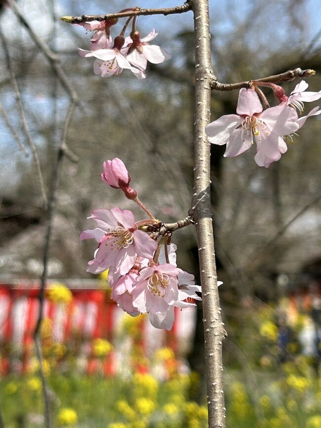 平野神社の桜が咲き始めました。