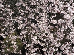 ソメイヨシノはまだ咲かず　馬場桜は満開【小石川後楽園】