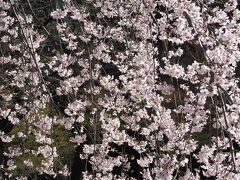 東京の桜