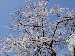 目黒川桜