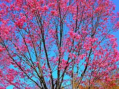 東京都立小金井公園-1　桜の園を訪ねて　陽光/寒緋桜/寒桜咲く　☆染井吉野は蕾膨らみ