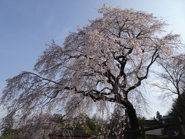 大分県と福岡県で名木の花見。