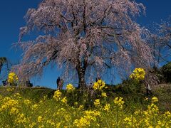 宮城の枝垂れ桜