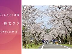 母智丘 (もちお) 公園 桜まつり2024 から 霧島酒造へ