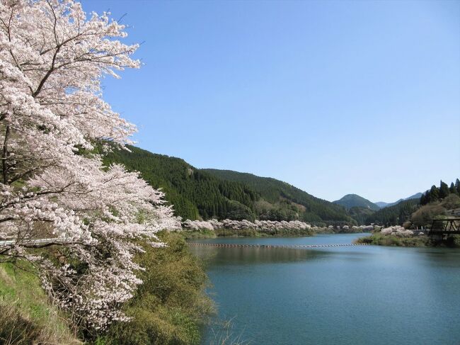 お茶の産地として知られる福岡県八女市。その市域の東側には奥八女といわれる自然豊かな土地が広がり、旧矢部村があります。<br />矢部川の源流沿いに築かれた日向神ダムの周囲には桜の木が植えられ、千本桜と呼ばれています。<br />穏やかな春の一日、奥八女の自然を満喫致しました。<br /><br />（2024/4/14）