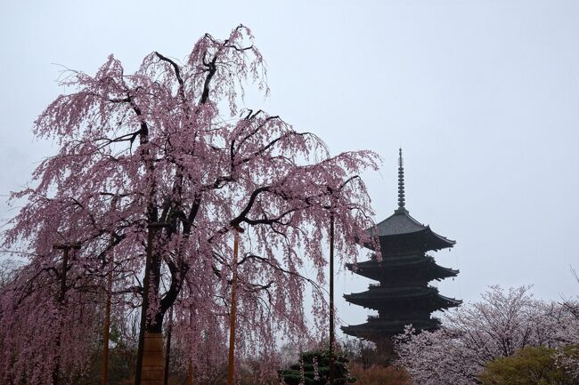 京都最終日。<br />京都滞在中は、事前の予報では天気に恵まれない想定の中、<br />夜中に降ってくれたりと日中は曇り空で過ごせていましたが、<br />最終日は前日夜から雨が降り続く天気となってしまいました。<br /><br />大津に宿泊し三井寺に寄った後、帰宅前に東寺を訪れました。<br />雨の中でも、満開の東寺の桜は非常に見応えがありました。<br />またいつか天気の良い日に桜を見物に再訪したいと思います。