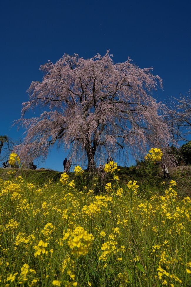 　強風と大雨の翌日は雲ひとつない穏やかな晴天です。未だソメイヨシの開花宣言がありません（30日に開花）。久住町の枝垂れ桜を見に行ってきました。<br />　 竹田市久住町は、肥後参勤交代の街道沿いにあたり、江戸時代に京都から伝わったという枝垂れ桜の名木があります。