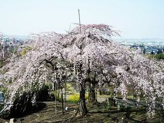 宇治植物園の枝垂れ桜