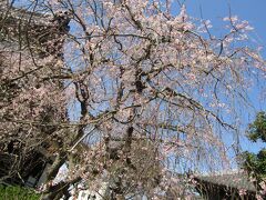 本覚寺の枝垂れ桜が満開です